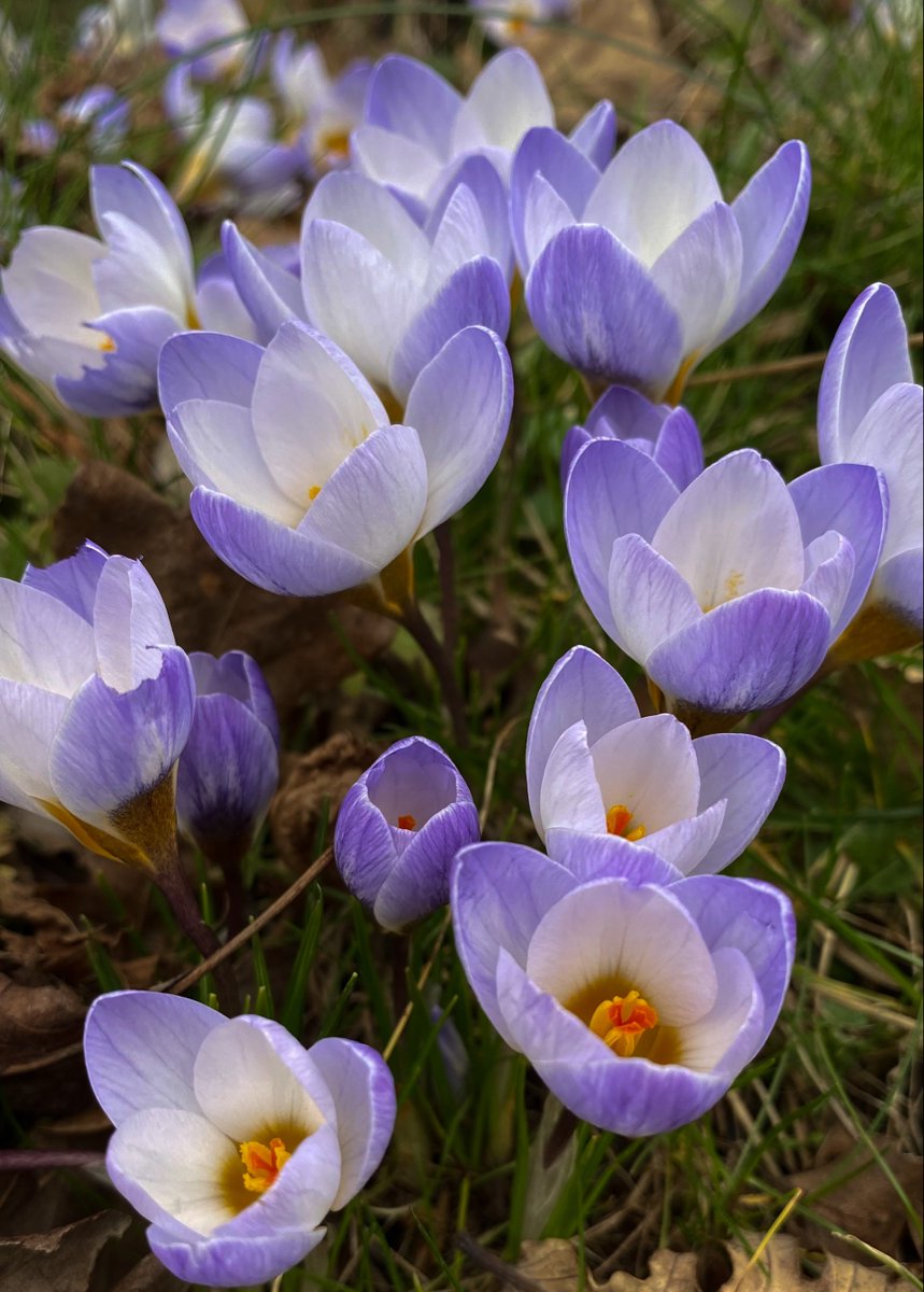 In an unsteady world, S2 Photographers ventured out to capture Spring and Rebirth.  Here are a few either taken on pupils' mobiles or the SLR with a macro lens. #Spring #widerachievement #FHScelebratesuccess #imagination #composition