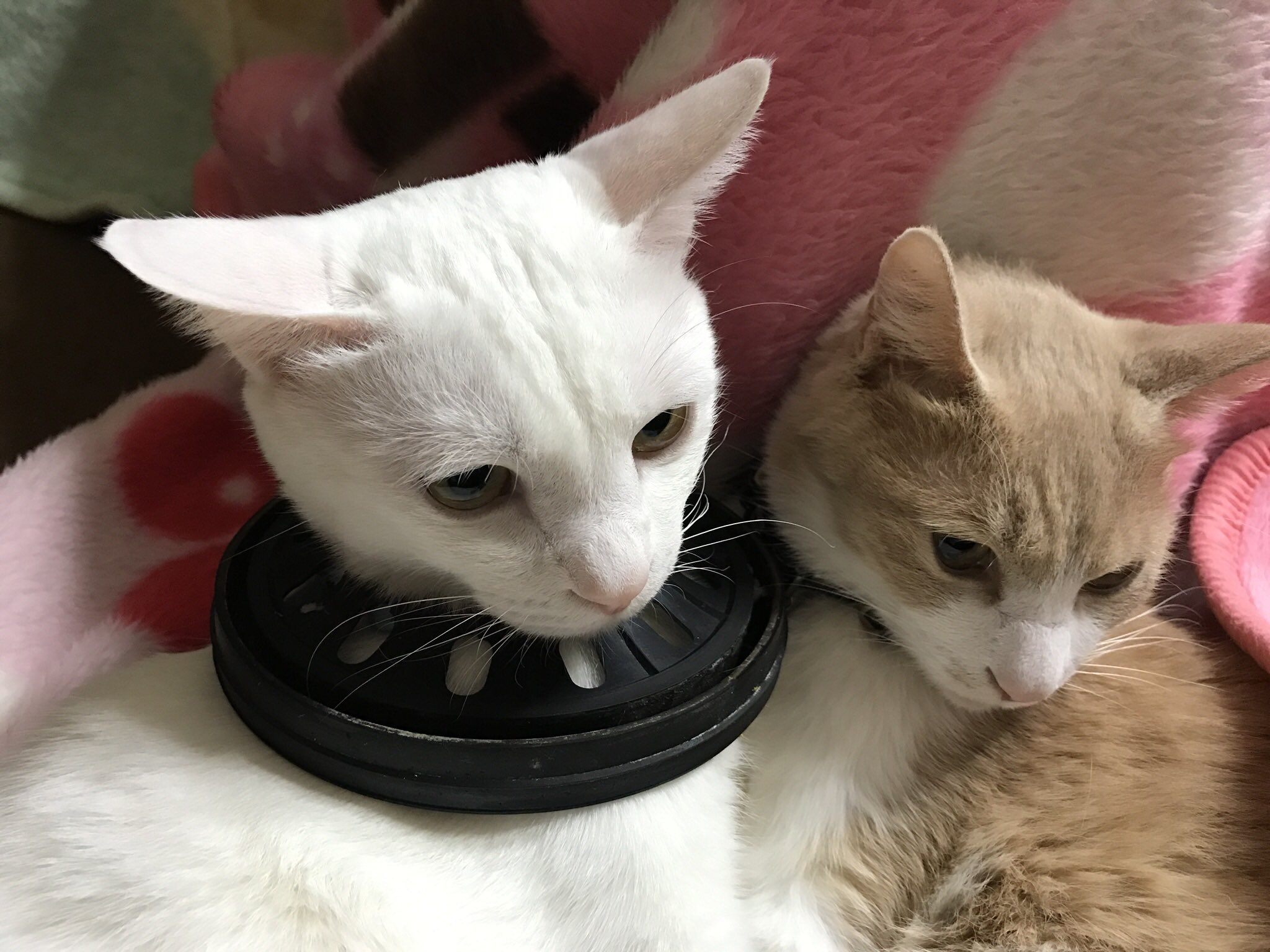面白い猫 Twitter Search Twitter