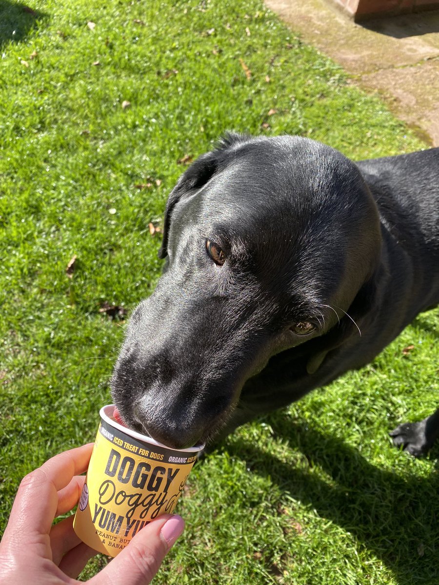 This is Tudor, Faye the owners rescue Labrador, enjoying his ‘Doggy Doggy Yum Yum’ ice cream (now stocked at the café) after his walk in the beautiful sunshine this morning ❤️<a href="/MatthewRowbury/">Matthew Rowbury</a>