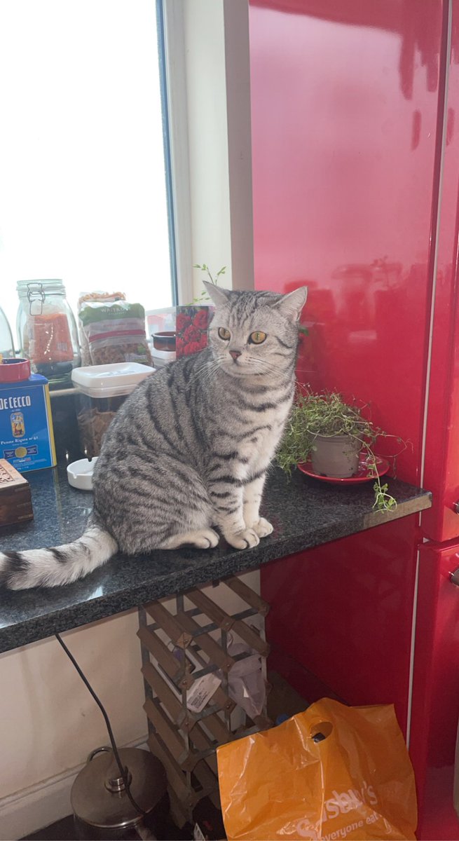 <a href="/LymmPages/">Lymm Pages</a> please can you share this, this beautiful cat found her way to our house. She keeps going and then coming back again as if she is lost. I am going to take her to the vet to see if she is chipped as soon as my neighbour is back with a cat carrier. Pls share