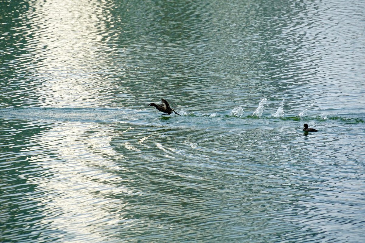 visit_wuhan's tweet photo. As a city of wetlands, waterfowl are frequent visitors to Wuhan. When the water is warm in spring, they happily paddle the water, fly low for food, and even play with ducks.
#allthingsgrow #hanscenery #hansurprise #hereiswuhan #promisingwuhan https://t.co/Lba11tzWOW