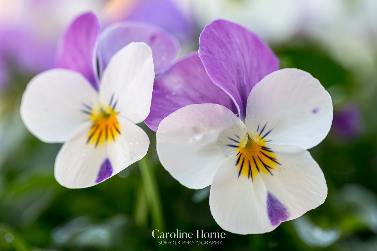 Nipped outside to capture these two which were gazing at me. Definitely made me smile.
#cheeringupmonday #Mondayvibes  #flowers