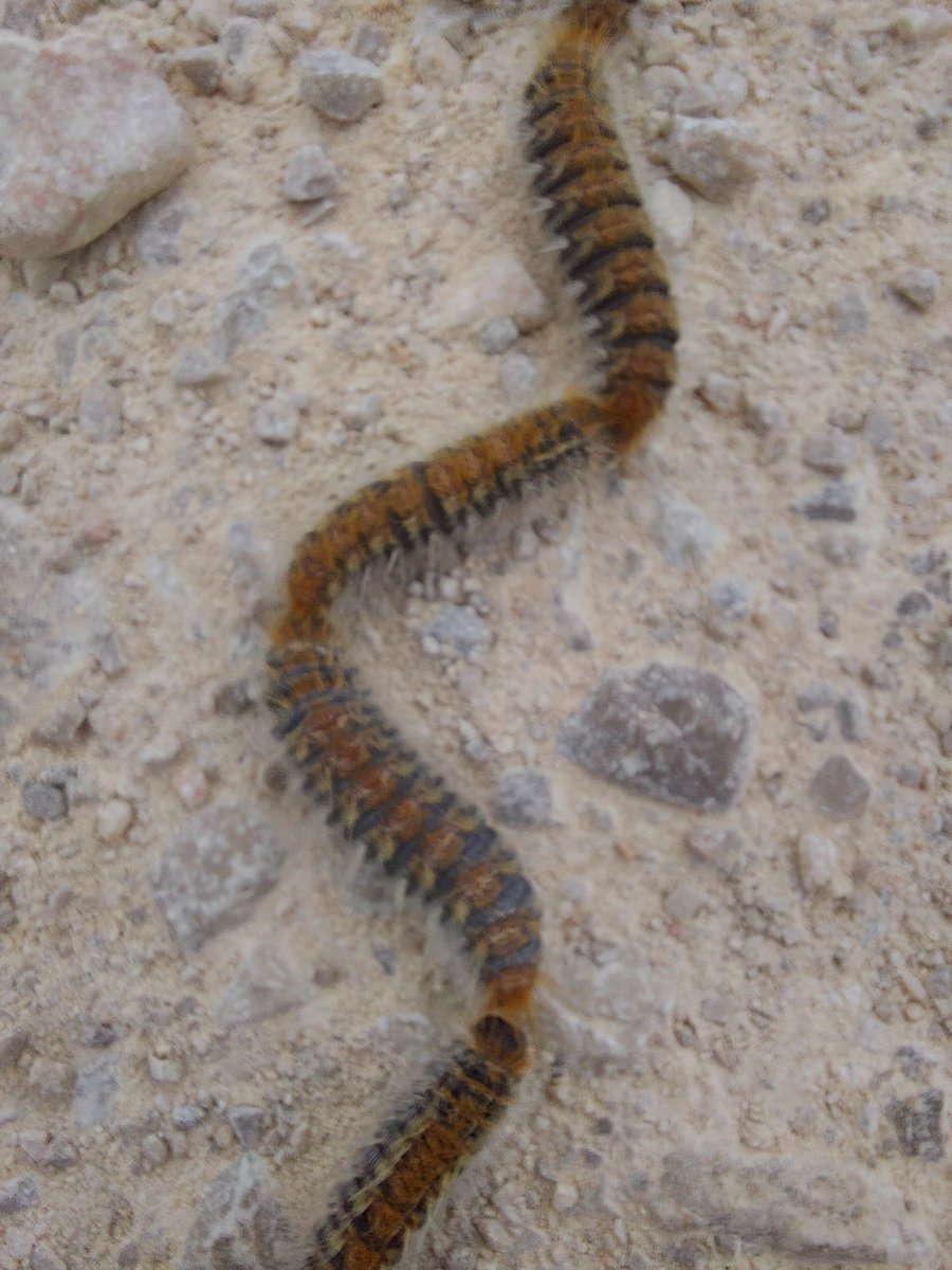 Ni vezalka, niti vrvica, tudi glista ni, nikakor ne. Kolona 29 gosenic(arjev), bodočih metuljev, je naletela na nepričakovano oviro. Prvi ne more nikamor več, drugi ne vedo kaj se je zgodilo na čelu, obtičali so. Kot 🇷🇺 goseničarji v 🇺🇦. Če se ne premaknejo, jih povozi prvi avto.