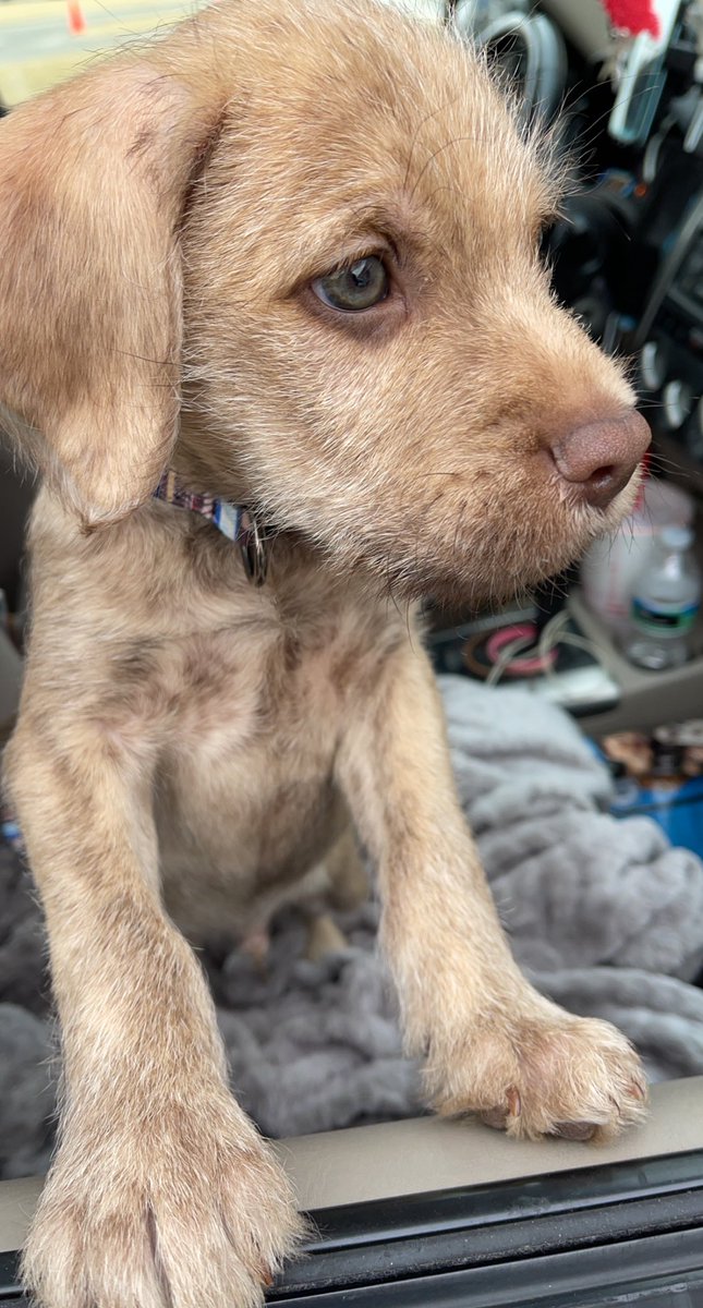 harmhood01's tweet photo. Everyone who hasn’t met whiskey, this is my sweet boy♥️ https://t.co/FXOa1FRvjB