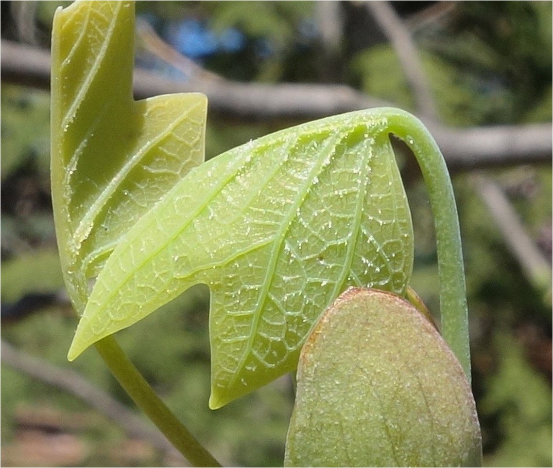 Linking Phenotype and Function to Development-summer short course for Post-docs, grads and undergrads at Harvard Arnold Arboretum arboretum.harvard.edu/research/progr…