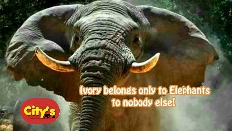 CitysFElephants's tweet photo. Ivory belongs           𓃰𓃰𓃰
only to Elephants 𓃰𓃰𓃰
to nobody else 𓃰𓃰𓃰 https://t.co/lpwHWO0Rco