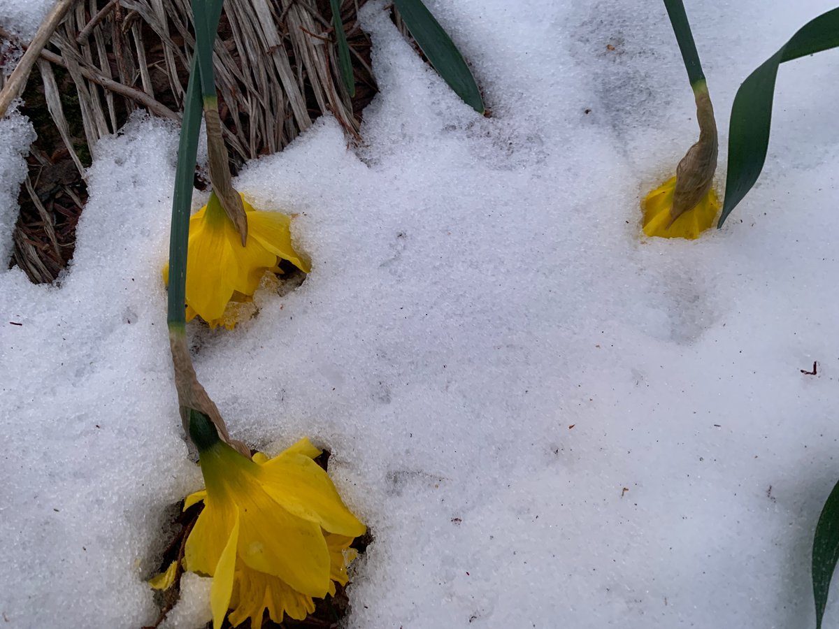 mooninabucket's tweet image. Too soon, daffodils …

#falsespring