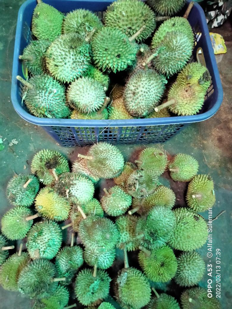 Durian Otw Gorontalo 🥰 Buat Keluarga Disana 🤗😋😋