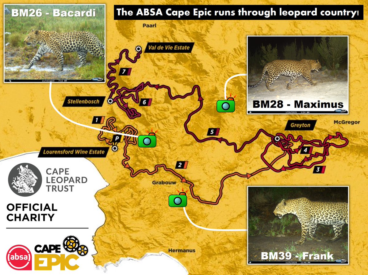 CapeLeopardTrst's tweet photo. #MTBMonday ~Less than a week before the 2022 @CapeEpic when hundreds of #MTB riders will descend on the mountain trails of the WCape. But this is also #leopardcountry - read more at https://t.co/MvW9Cv2RP3 #CapeEpic #Untamed #TheRaceThatMeasuresAll #8daysofcourage #leopard https://t.co/Km1Jd9uYsX