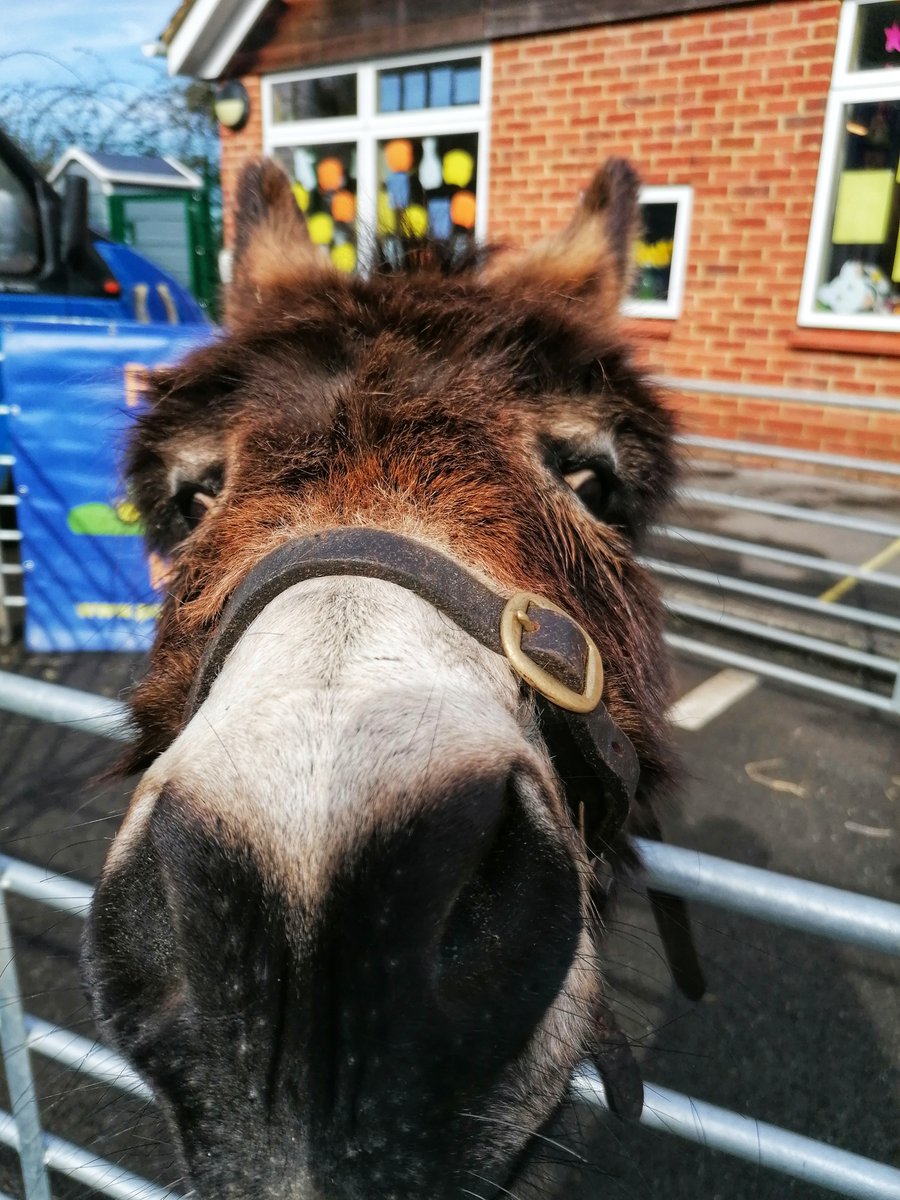 KESPreparatory's tweet photo. The farm animals are ready to welcome our visitors for our "Explore #StroudReception" afternoon at #StroudSchool. They are looking forward to being cuddled and stroked. We can't wait to meet you. #StroudEY https://t.co/iVximJd8tG