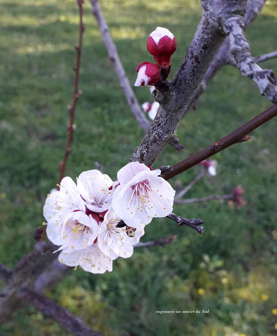 Je vous souhaite une excellente semaine.

Deux photos de nos arbres fruitiers, mais je pense que nous n'aurons pas encore de fruits cette année, mais il y a bien pire en ce moment.

Prenez bien soin de vous.

Bisous 🕊🕊🕊🕊

#fleurs #prunier #abricotier #paix