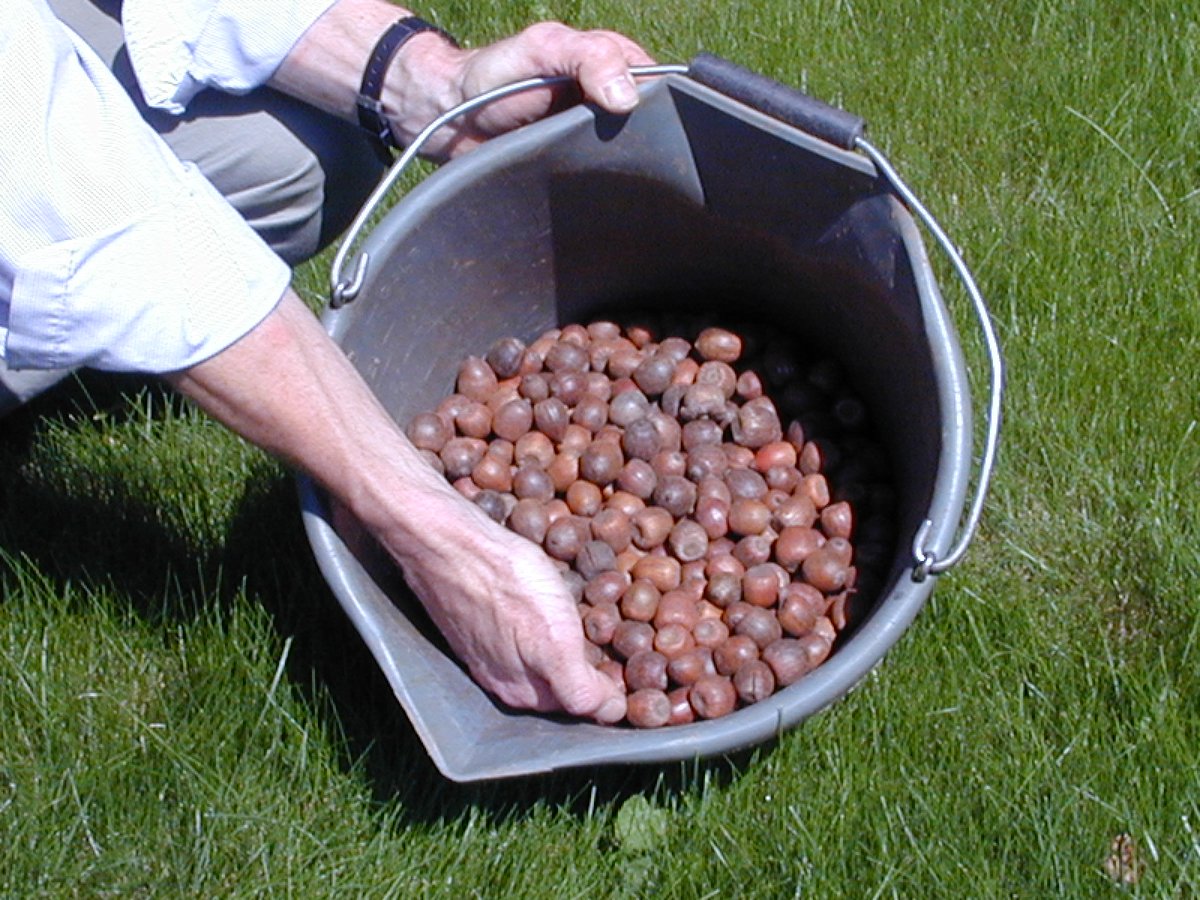 Did you know a large proportion of our transplant stock is seed raised and then grown and cared for at our Ledbury site? We pride ourselves on our top notch #British sown and grown stock.