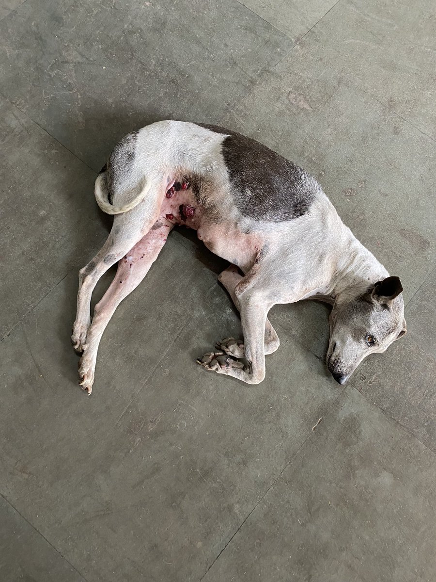 Help Needed This stray living in our office complex has some wounds and needs medical assistance Oshiwara Industrial Center, Goregaon west @PetaIndia @johnabrahament @karunatrust @WSDIndia