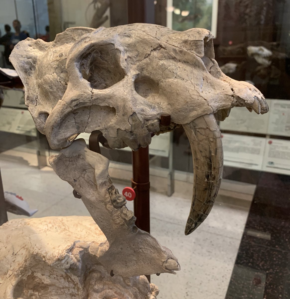 木彫　絶滅哺乳類　バルボロフェリス　頭骨模型　8cm バルボロフェリス 全長 1.4m～2.3m 中新世中期～後期のユーラシア大陸