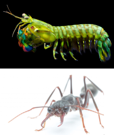 DrMartinJohnHow's tweet photo. For those UK nationals sad not to be able to apply to our recently advertised PhD position, here's one for you. Cotutelle project with us and @pipilika_aj to compare mantis shrimp and bull ant navigation strategies. 50% in @BristolBioSci, 50% in @Macquarie_Uni. PM for details. https://t.co/38iwtQcduk