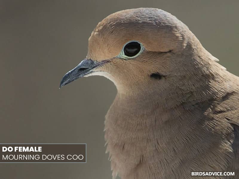 birds_advice's tweet photo. Why do mourning doves coo? The male doves that can only produce the cooing sound start cooing when they want to entice the potential mate.

Full Blog: https://t.co/A1eL8ovYKH

#mournngdoves #doves ##birdsadvice https://t.co/sonxhtcbzr