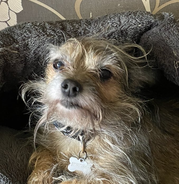 smileszee's tweet photo. Billie my pup BFF #closeupchallenge #dogsoftwitter #chorkie #myconstantcompanion https://t.co/qTOXj1YPIc