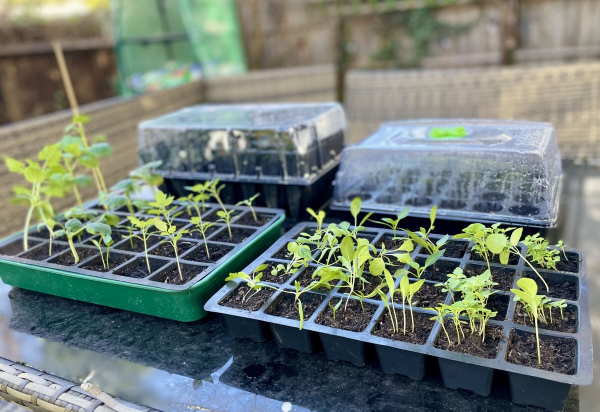 AllotMe_UK's tweet photo. Seedlings basking in the morning Sun 🌞 🌱  What seeds have you sowed already? We couldn't wait to get started this year at HQ (too early if we're being honest!)

#AllotmentGarden #seedlings #spring  #AllotMePlot #growyourown #sustainablefood #locallygrown #allotment #homstead https://t.co/vvM0fuN4Ix