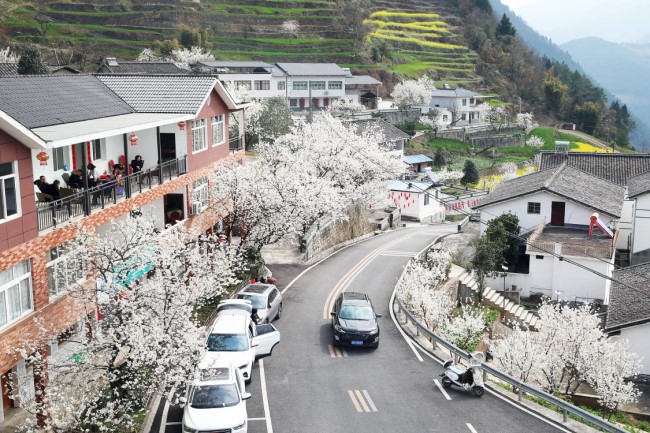 BoundforChina's tweet photo. 🌸🌸🌸When spring comes, the sight of #Shahe town in Guangyuan, Southwest China's #Sichuan province is refreshing with over 330 hectares of cherry trees in bloom.https://t.co/ftAdcwHWmu https://t.co/8rJ0iYgBT4