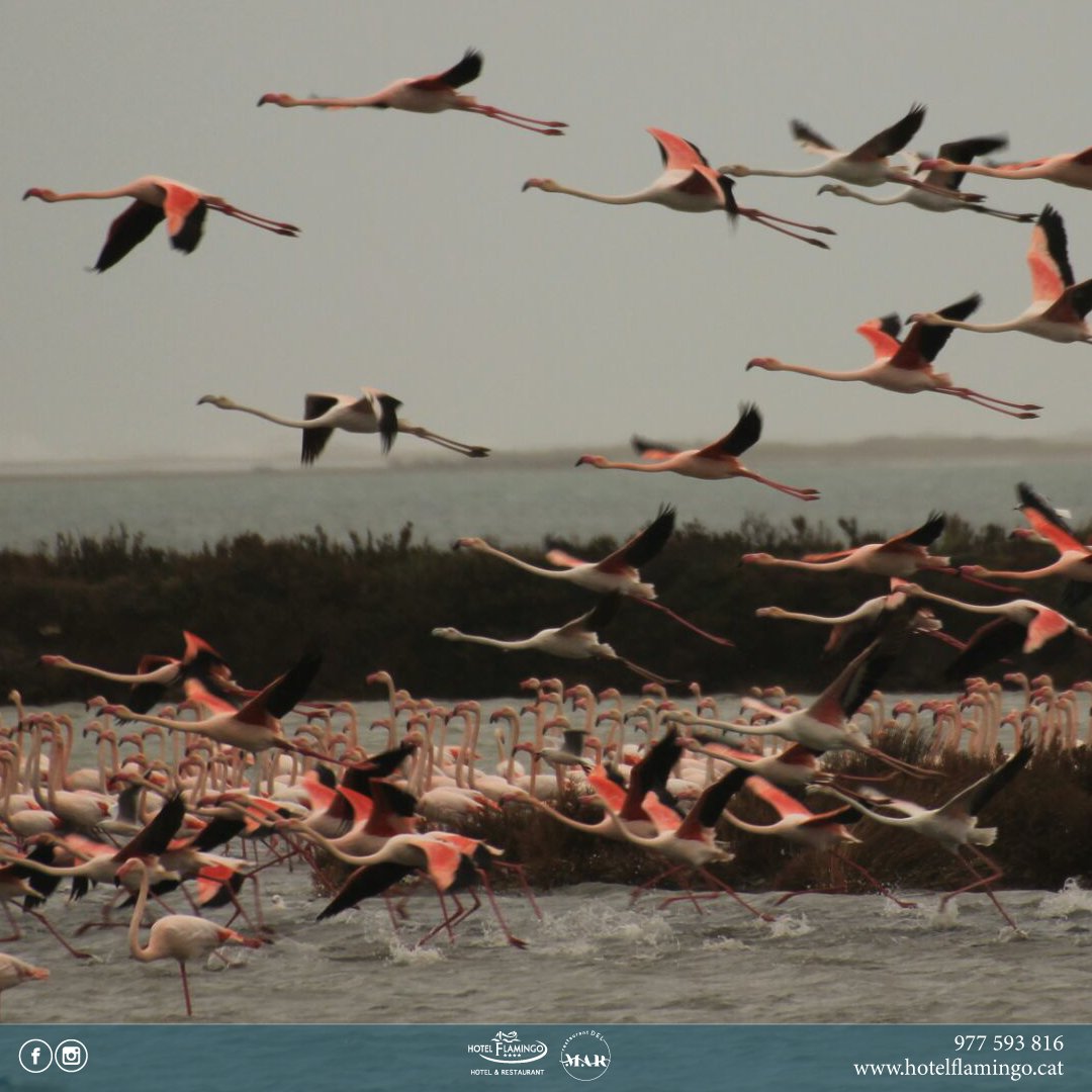 👀  Els flamencs són un dels ocells més icònics del Delta de l'Ebre . De color rosat han trobat al Parc Natural un refugi ideal. Un oasi de tranquil·litat i aliment abundant.
I per descansar de l'aventura 
🌐  hotelflamingo.cat

#deltadelebre #lampolla 

📸 @laialma