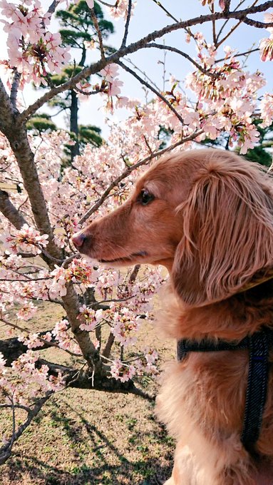 桜はそんなに…なチャス 