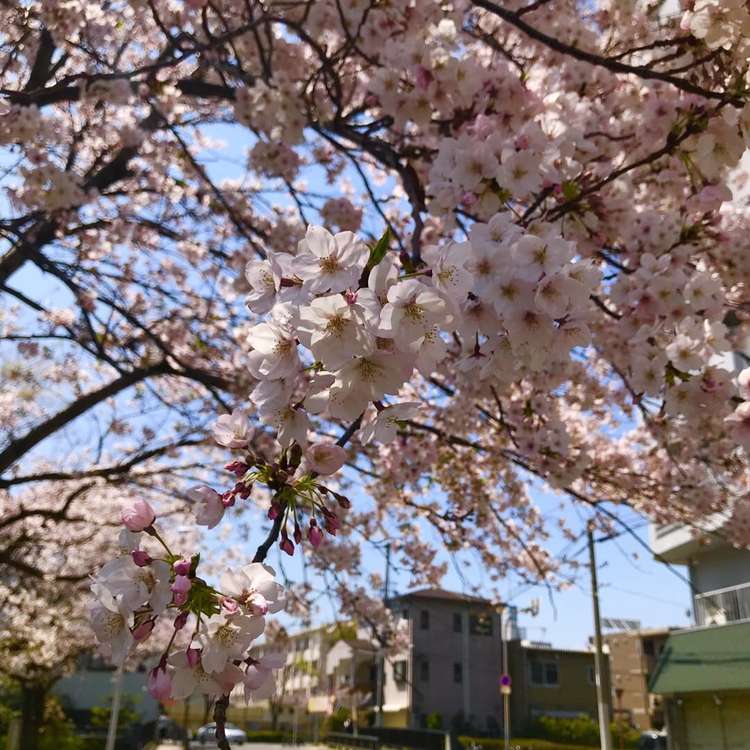 sdi_ua's tweet photo. 看到樱花了🌸🥰🌸 https://t.co/jbXZr0Oeg9