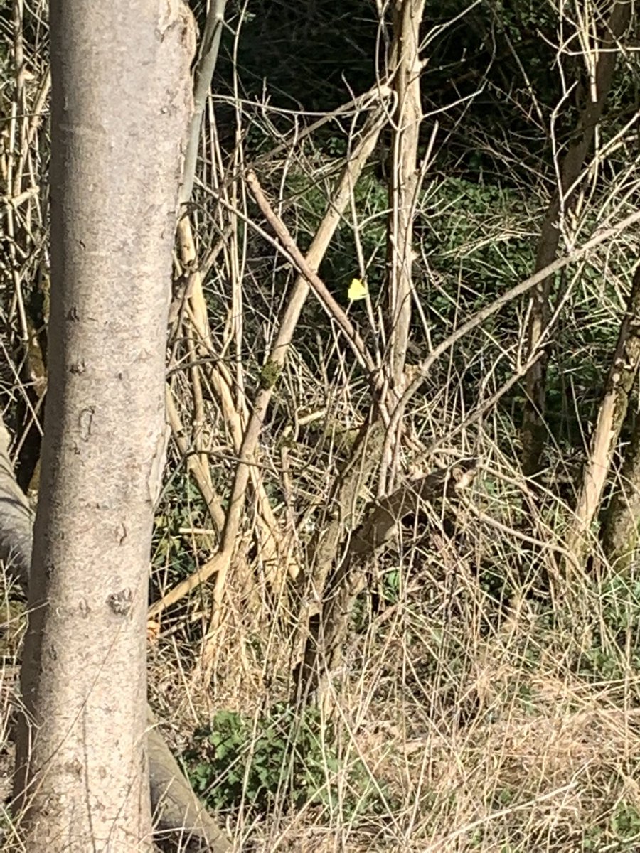 Pedal_R's tweet photo. I was thinking what a perfect day to see a brimstone butterfly, and what should appear, not one but two of them. They didn’t stop for a good picture though! Beautiful @scienceoxford https://t.co/bwDC3j4tF2