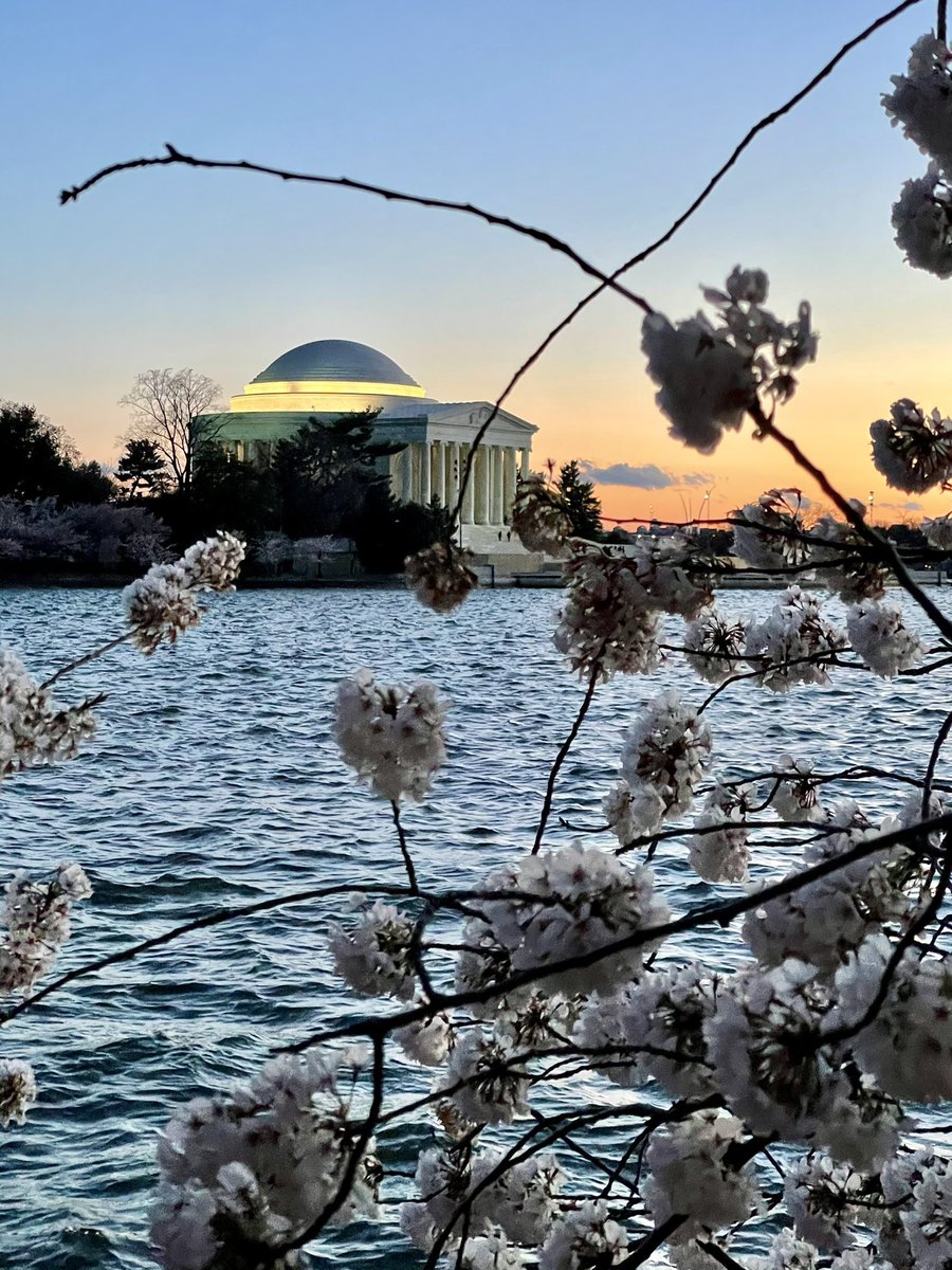 Michael_Lipin's tweet photo. Washington DC’s Tidal Basin Cherry Blossoms at sunset 🌅 March 28, 2022 (🥶) @capitalweather #sunset #sunsetphotography #sunsetlover #cherryblossom #cherryblossomdc #cherryblossoms #cherryblossomsatsunset #sunsetcherryblossoms #washingtondc #cherryblossomsafterwinter https://t.co/mw9xiHj5Ha