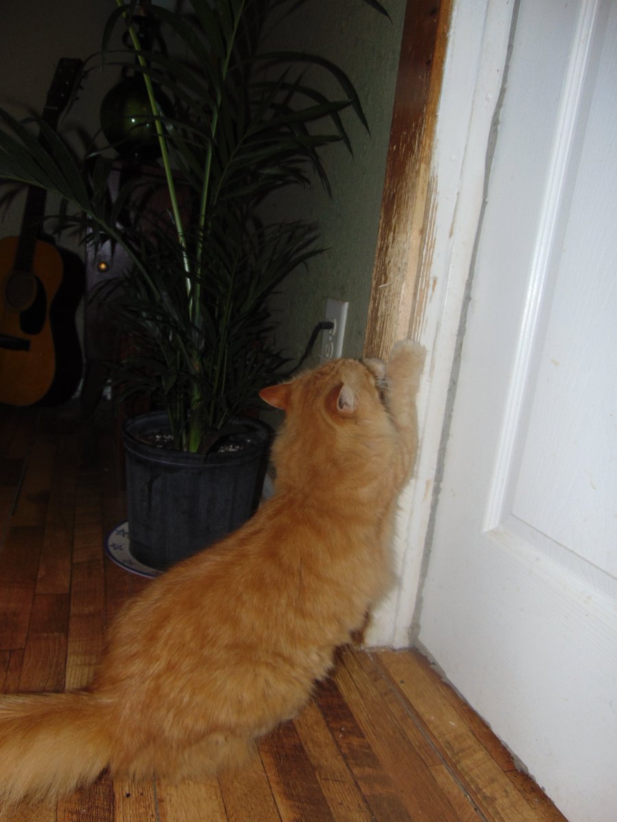 MEHPhotos's tweet photo. Muffin says that the door frame is her scratching post. https://t.co/u5j4aqfp3x