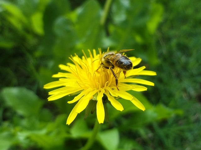 EdibleYamhill's tweet photo. Did you know today is #nationalweedappreciationday? As posted by the Yamhill County Soil &amp; Conservation District, "Weed appreciation sounds like an oxymoron, but these plants provide an important ecological role." Full article, https://t.co/PfS15uNiYe 
#pollination #pollinators https://t.co/z2YH45rUZ1