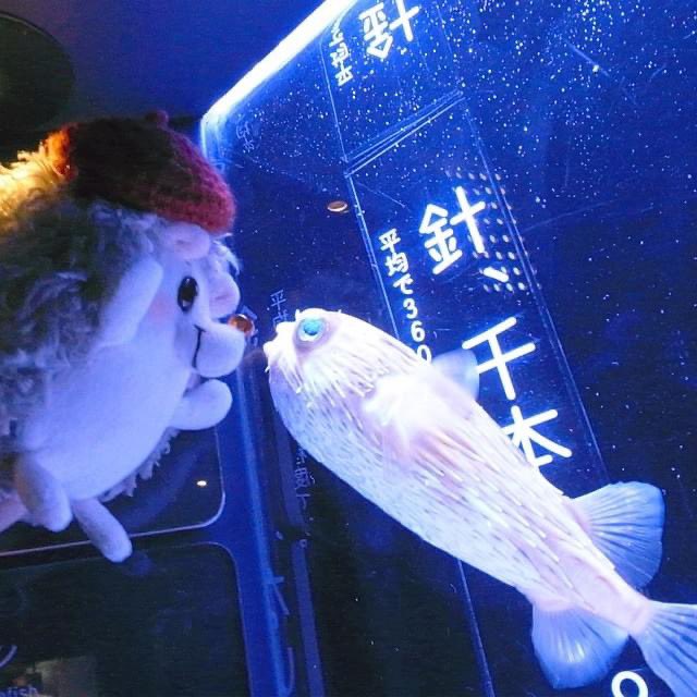 RainbowPockets's tweet photo. すいぞくかん🐟
#ぬい撮り #rockandpaper https://t.co/d9ItX2aElg