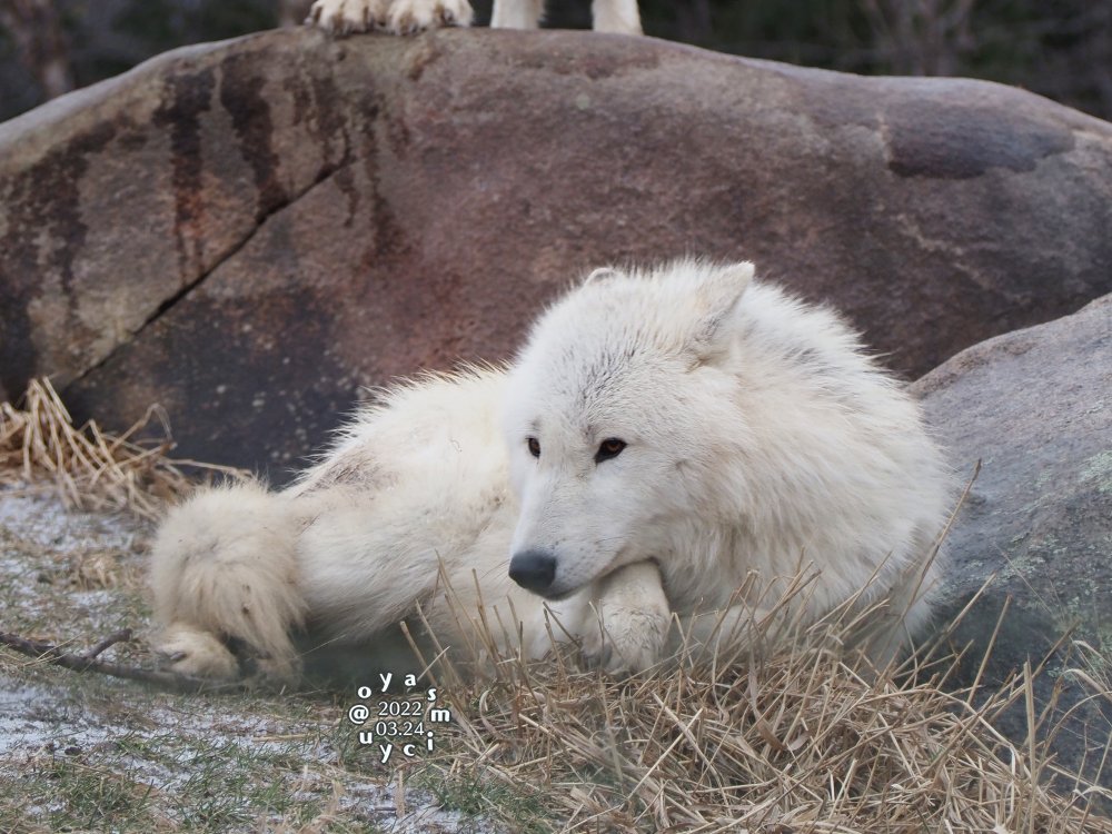 oyasmicyu_photo's tweet image. お手手かわいいね😊

#arcticwolves #TorontoZoo #ホッキョクオオカミ #トロント動物園 #末っ子