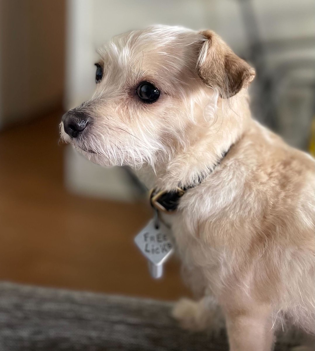 socalpython's tweet image. Thanks to all who donated, submitted, and voted in our pet photo contest! The 2022 SweetiePy mascot is....Sawyer!
