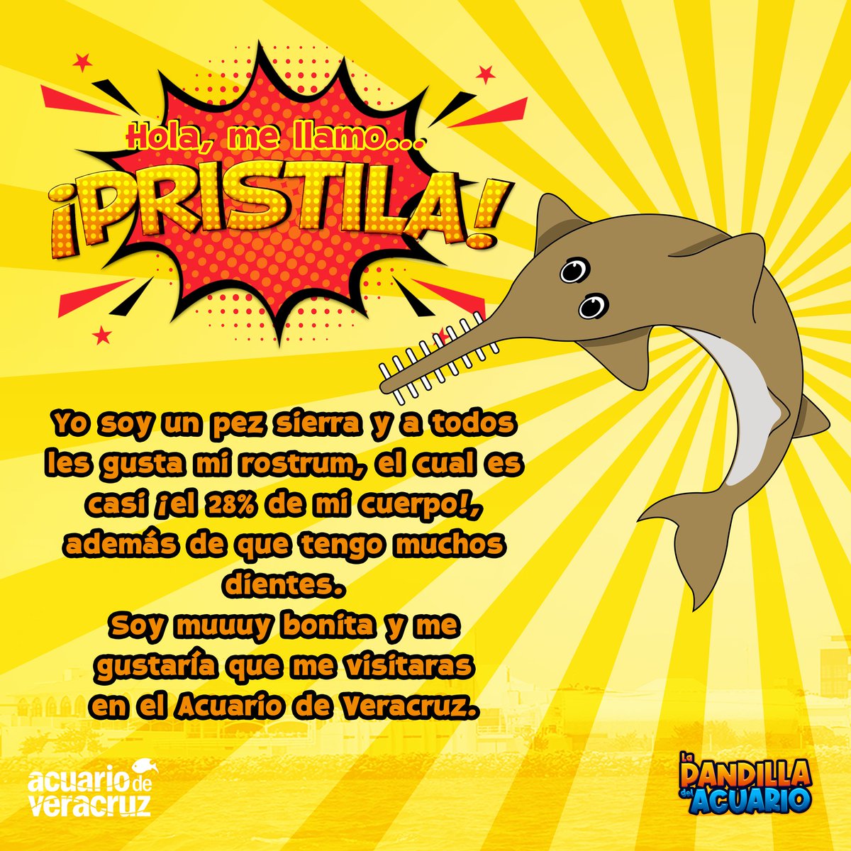 Ella es Pristila y está emocionada porque sabe que pronto vendrás a vistarla al Acuario de Veracruz.
¡Dentro de poco sabrás más acerca de su historia!