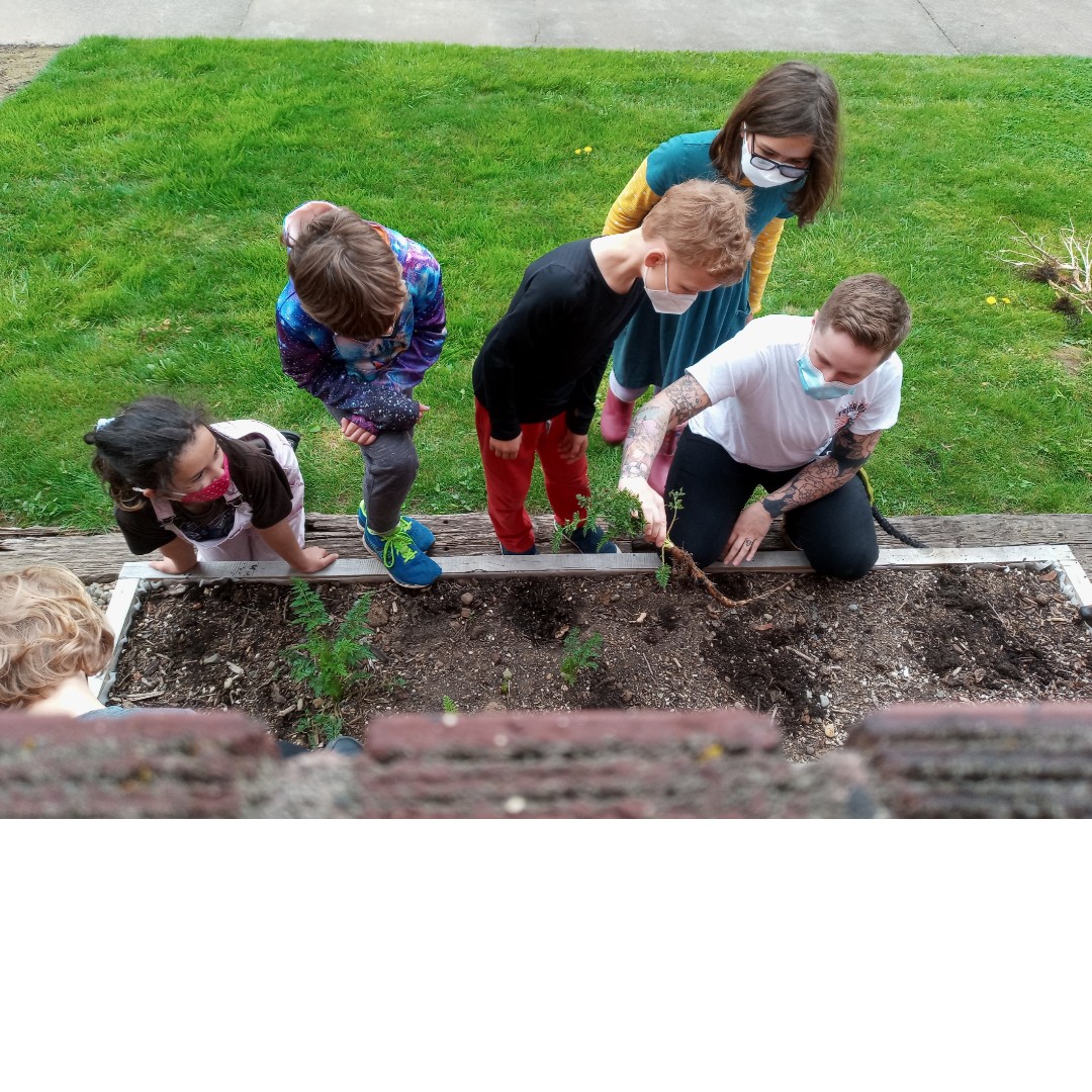 VennAcademyPDX's tweet photo. Gardening starts at Venn!
Teacher Sam works with our students harvesting potatoes, green onions, and carrots from last planting. They also prepared the soil for gardening to begin this week at Venn. Good salads tonight! https://t.co/p6IoVMmAlO