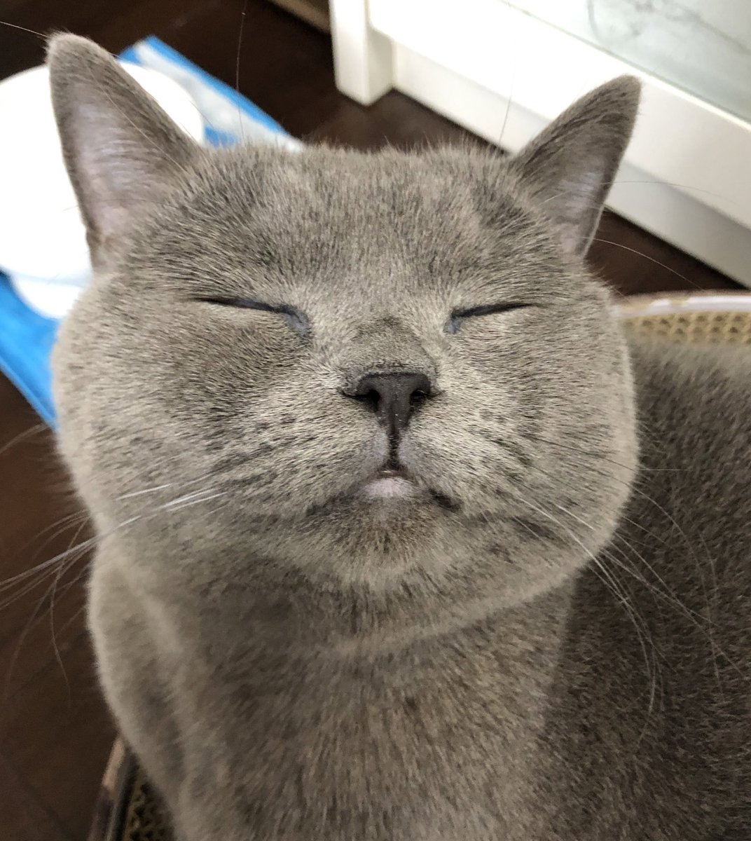 タグ 笑顔 の注目ツイート メガとんトラック