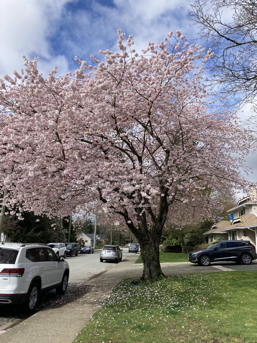 MayumiIzumi1's tweet photo. Sightings in my hood… #cherryblossoms , Christmas ornaments, #littlelibrary &amp; @limebike #northvan #NorthVancouver #bestlittlecity @CityOfNorthVan https://t.co/puL6QpKWm9