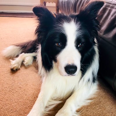 ArchieDog4's tweet photo. Beauty is in the eye of the beholder 👁🐶🐾💙 #NewProfilePic #dogsoftwitter #bordercollie #alldogsarebeautiful https://t.co/et9BXMDwSD