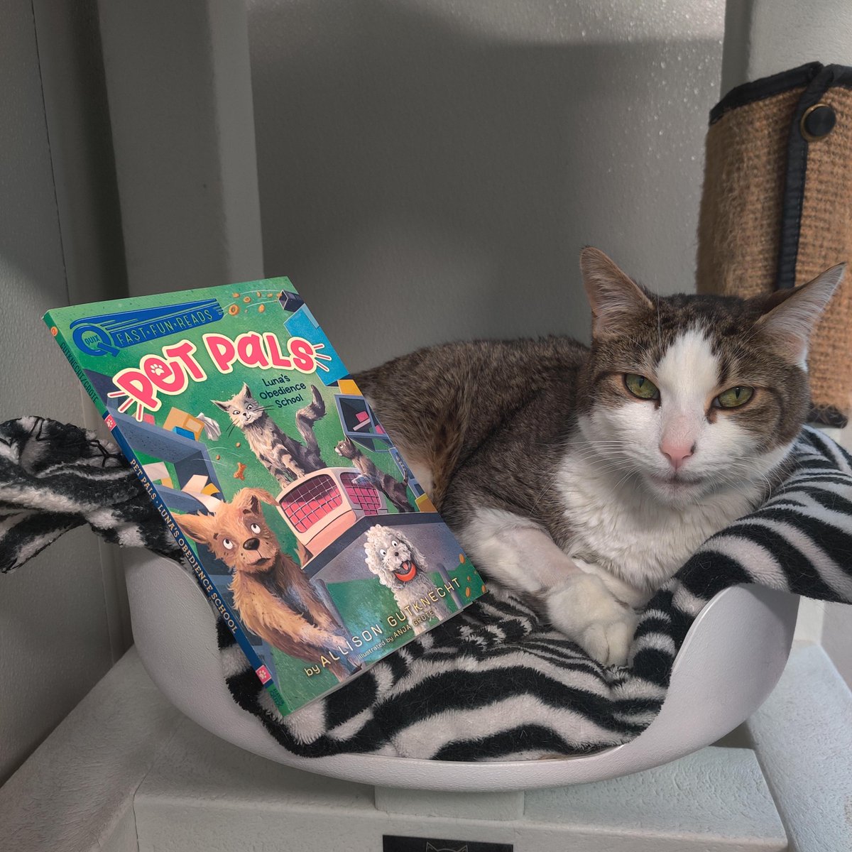 Erie County SPCA, NY (@yourspca) on Twitter photo Long Monday? Here's a way to finish it off right! The latest PET PALS book by <a href="/AllisonPolkaDot/">Allison Gutknecht</a> is out & and Caroline read it to one of our little canine residents as part of the Tale for Two program! Taylor the cat and Apple the bunny joined the #PetPalsParty! Long Monday? Here's a way to finish it off right! The latest PET PALS book by <a href="/AllisonPolkaDot/">Allison Gutknecht</a> is out & and Caroline read it to one of our little canine residents as part of the Tale for Two program! Taylor the cat and Apple the bunny joined the #PetPalsParty!