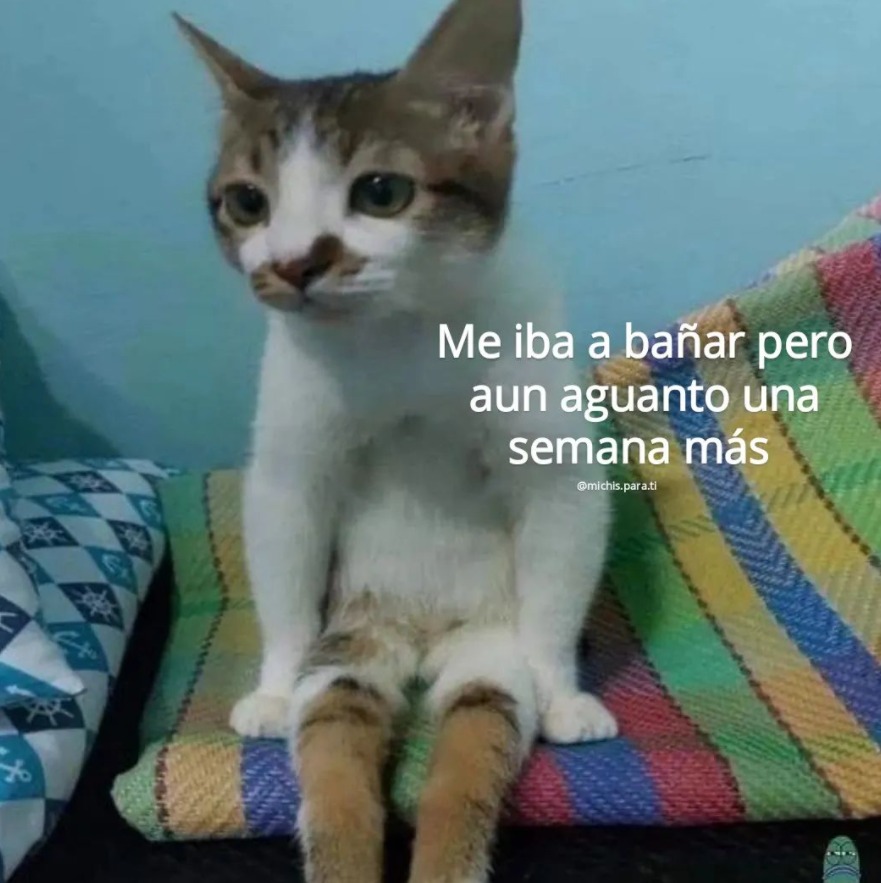 Paracetamor (@paracetamor) on Twitter photo 