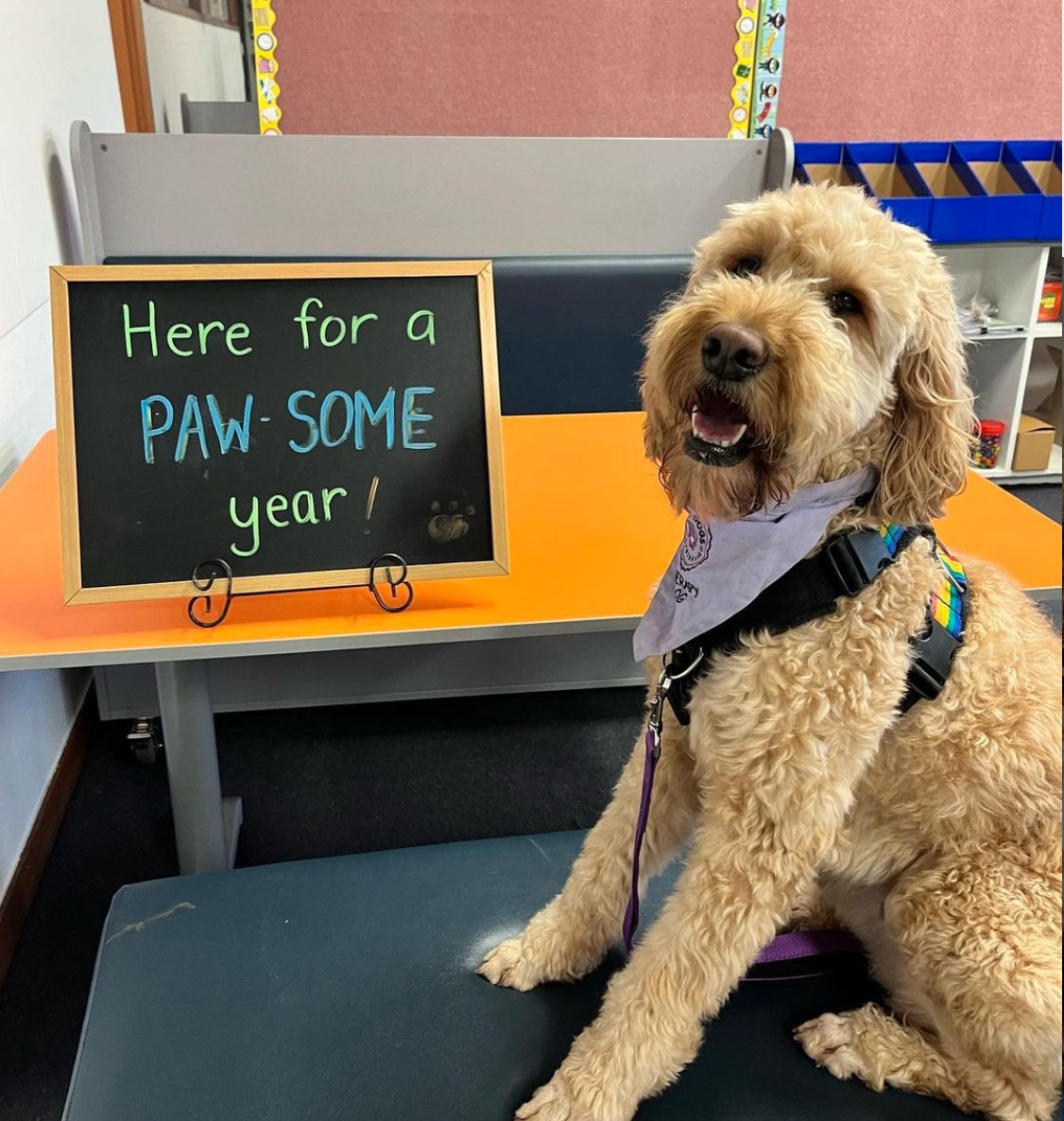 WillBACU's tweet photo. give bentleyj_the_therapy_dog a follow on insta. the use of therapy animals can have a profound impact on the students within a classroom #acuedu_p https://t.co/1yRqO8KJZz
