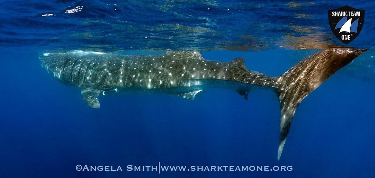 It’s time to get ready to go see the largest fish in the sea!! We have spots left for July! RSVP at the link below to join our research program in Mexico to help us save these magnificent yet highly endangered sharks! #whalesharks sharkteamone.org/whale-shark-ex…