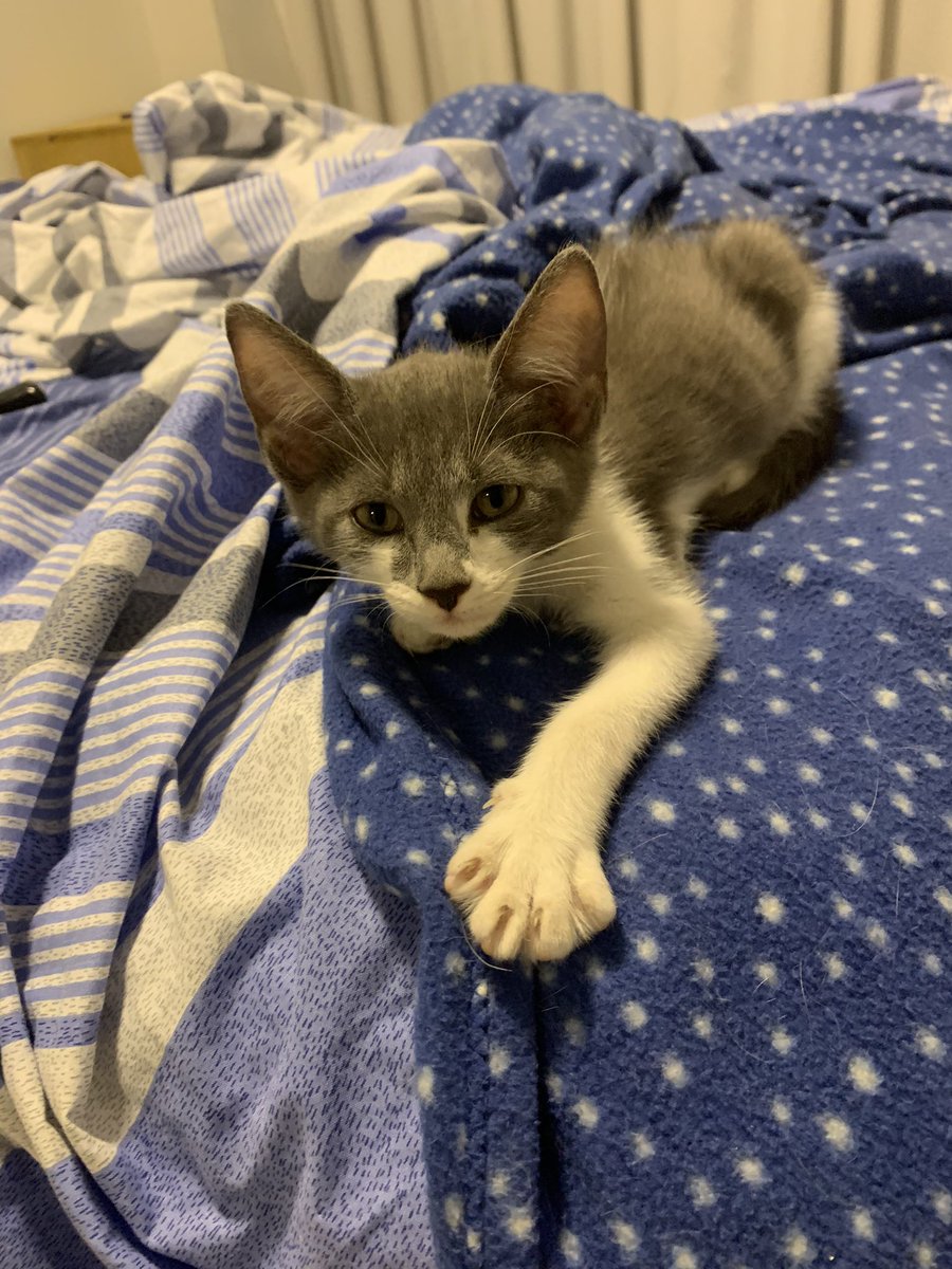 BUSCO A ESTOS DOS GATOS 🙏🏻 mi ex no se si los largo a la calle, si se los dio a alguien o que los hizo, por favor ayúdenme son mi vida. El naranja tiene una mancha en la boca muy particular, está castrado, el gris tiene 4 meses. ZONA GRAL PAZ Y ALREDEDORES. Dejo mi NRO 3572593896