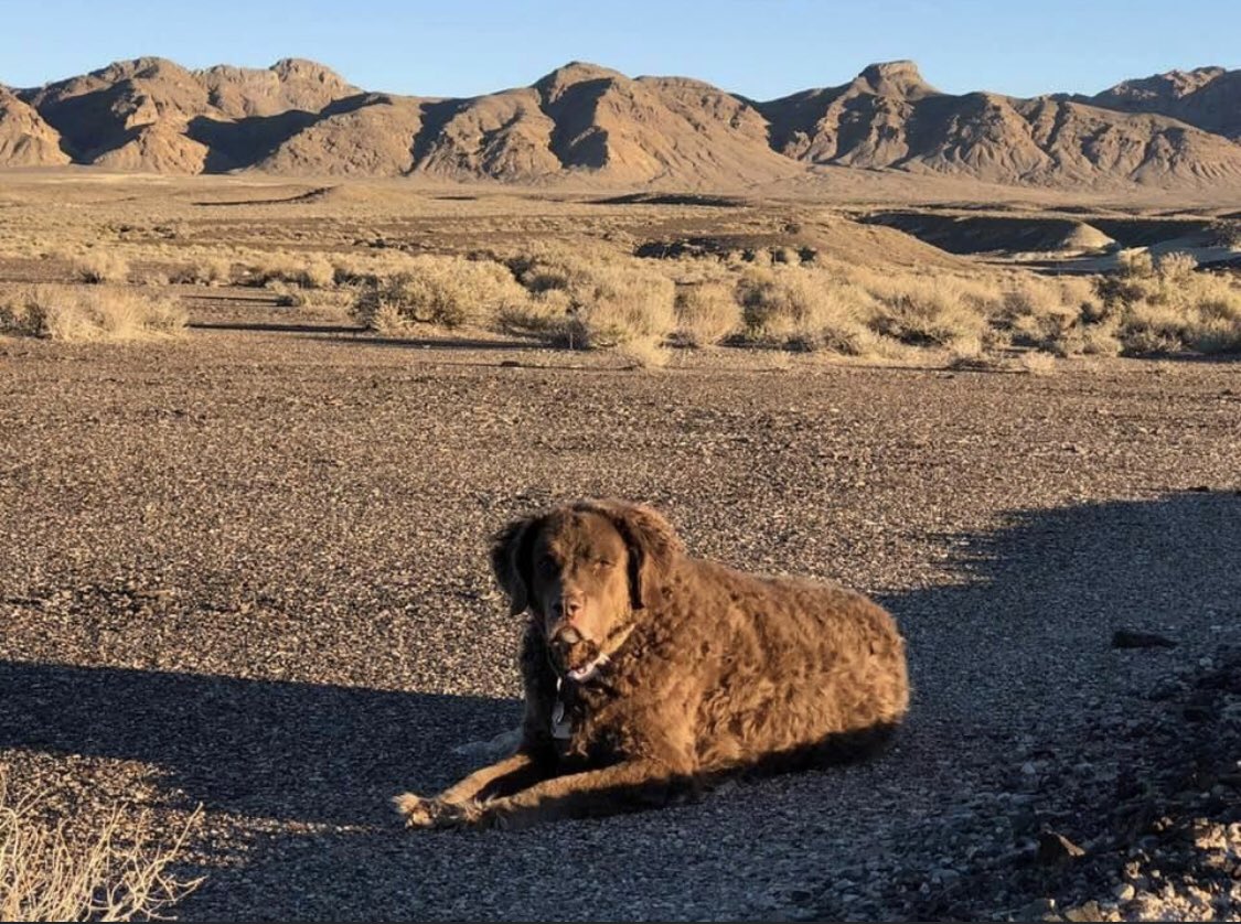 prospectordude's tweet photo. With a heavy heart and tears Anni Brown went to doggy heaven today. After 14 years, today was her day to go to heaven,miss you Brownie. #fielddogs https://t.co/0B7vrk2eUG