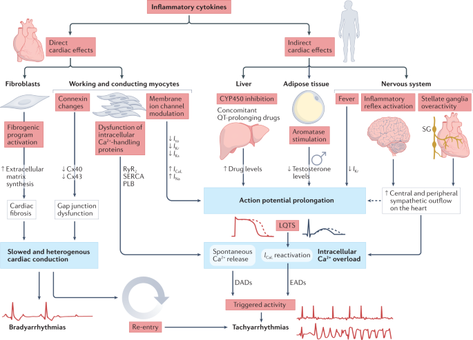 NatRevImmunol's tweet photo. Inflammatory cytokines and cardiac arrhythmias: the lesson from COVID-19 https://t.co/gNChu0JdCg https://t.co/aweVeMzCdb