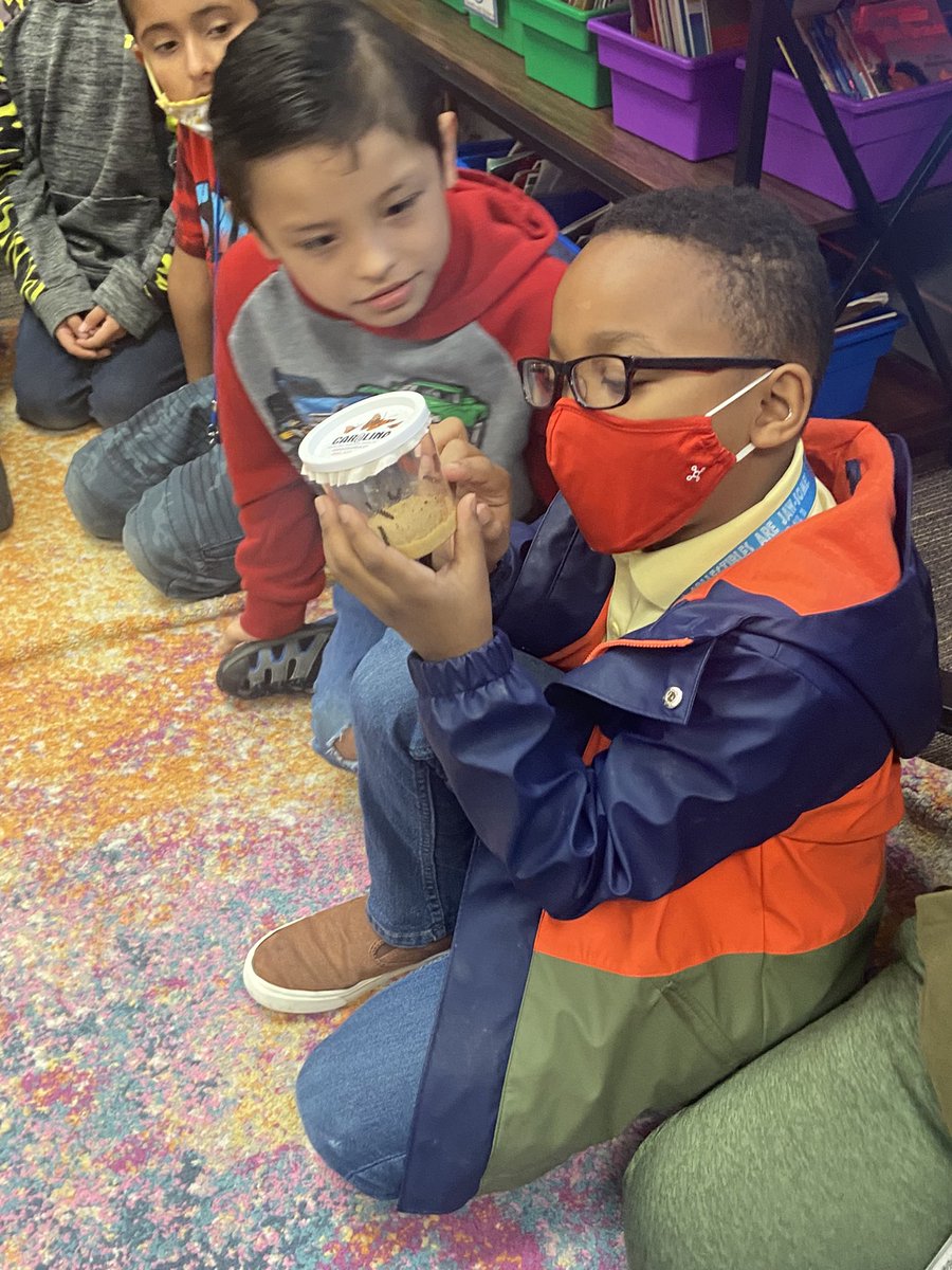 texasmaestramsg's tweet photo. We have a few little visitors in our classroom this week. 🐛 They don’t have an official name but the kids are extremely excited! We cannot wait to see all of the stages of the life cycle. 🦋 
#iteachsecondgrade 
#duallanguageteacher

@HumbleISD_HE https://t.co/WmiQikBSyD
