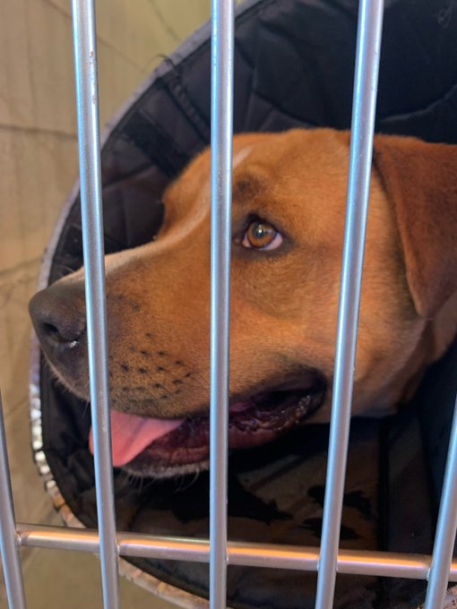 I adopted this angel boy! I&rsquo;m so excited to bring him home tomorrow! Any advice or tips on welcoming<a href="/tag/newcontentdaily"class="tags"><span>#newcontentdaily</span></a>