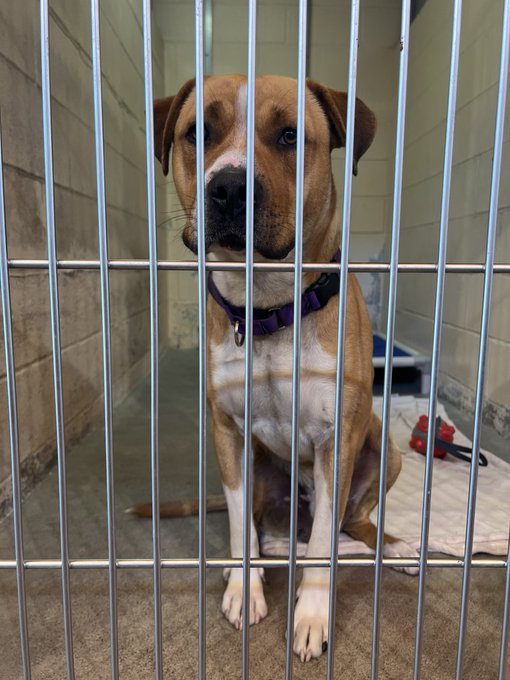 I adopted this angel boy! I&rsquo;m so excited to bring him home tomorrow! Any advice or tips on welcoming<a href="/tag/newcontentdaily"class="tags"><span>#newcontentdaily</span></a>