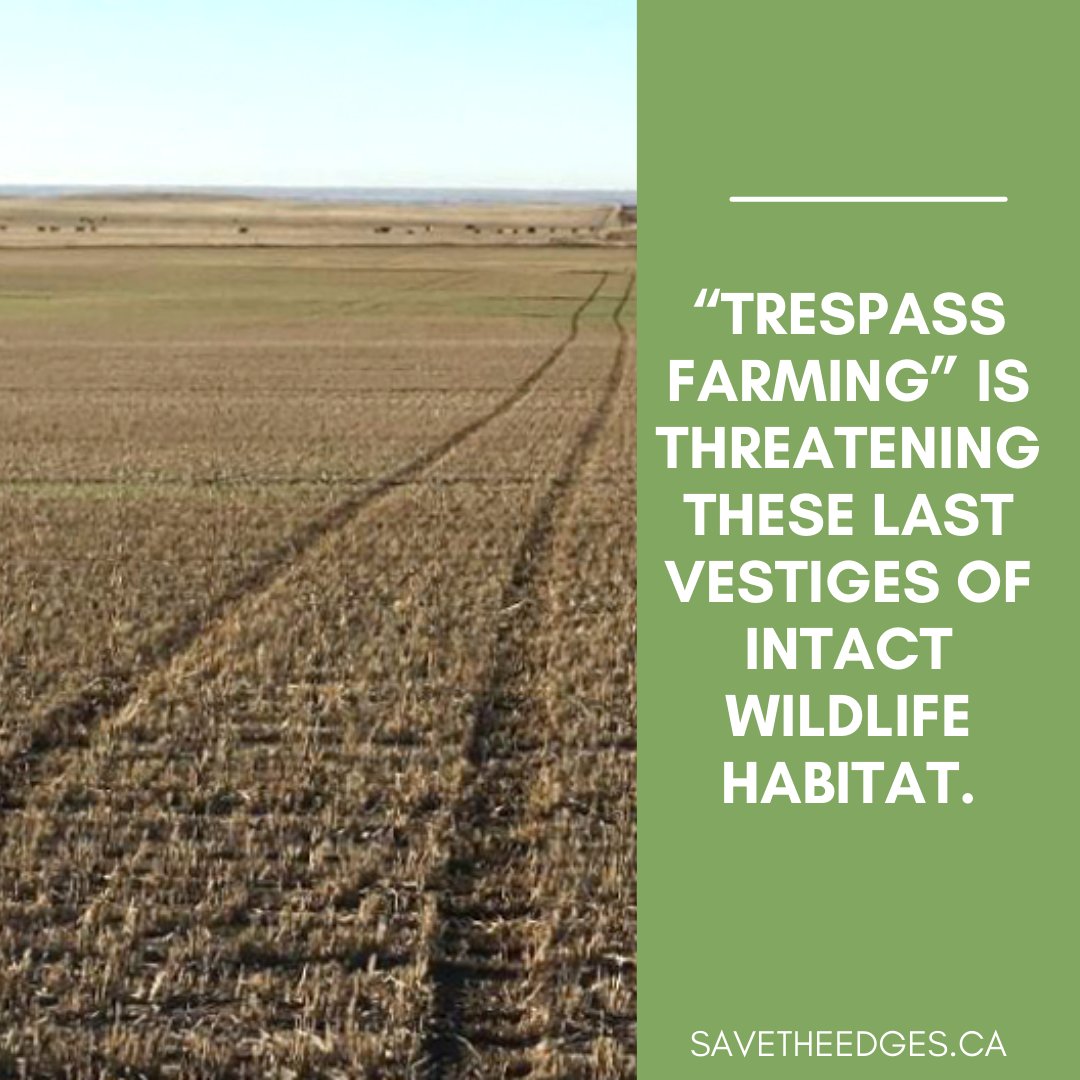 pfcalgary's tweet photo. "Trespass farming" is the act of farming to within inches of a road grade, threatening these last vestiges of intact wildlife habitat. Join us and #savetheedges this planting season.
Learn more at https://t.co/lPZzAXAcJb.
#agriculture #sustainability https://t.co/KE1Kt8FPuM