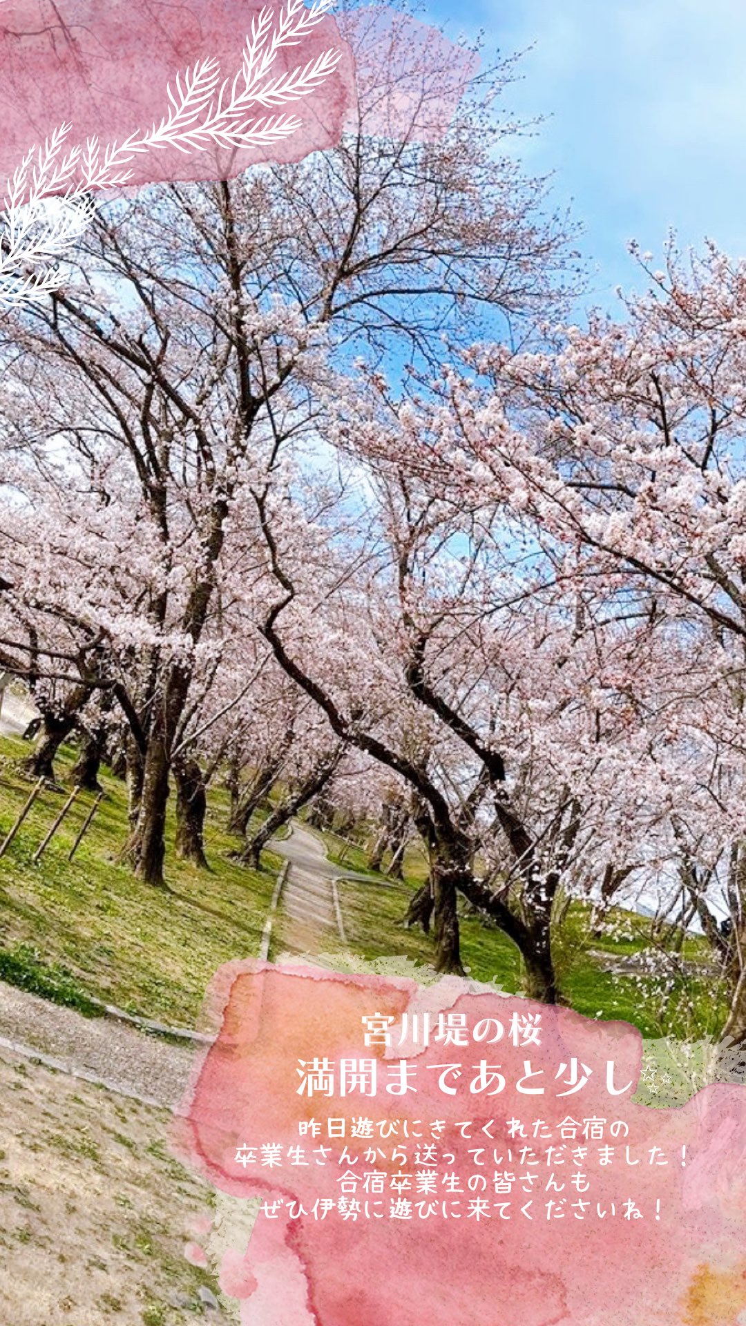 宮川堤の桜 Twitter Search Twitter
